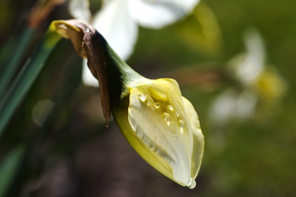 Daffodil Bud by Joy Watson